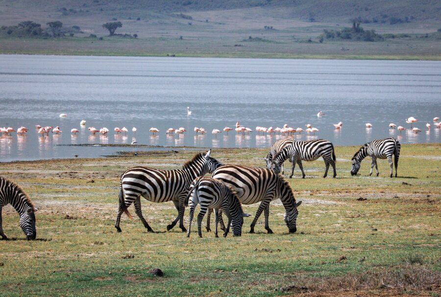Lake Manyara flamingos