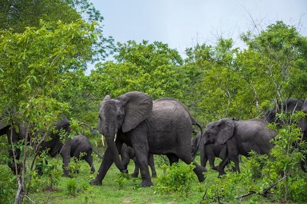 Selous 2