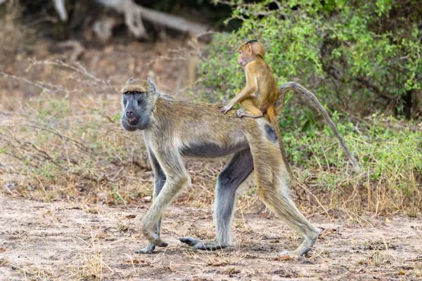Selous 4