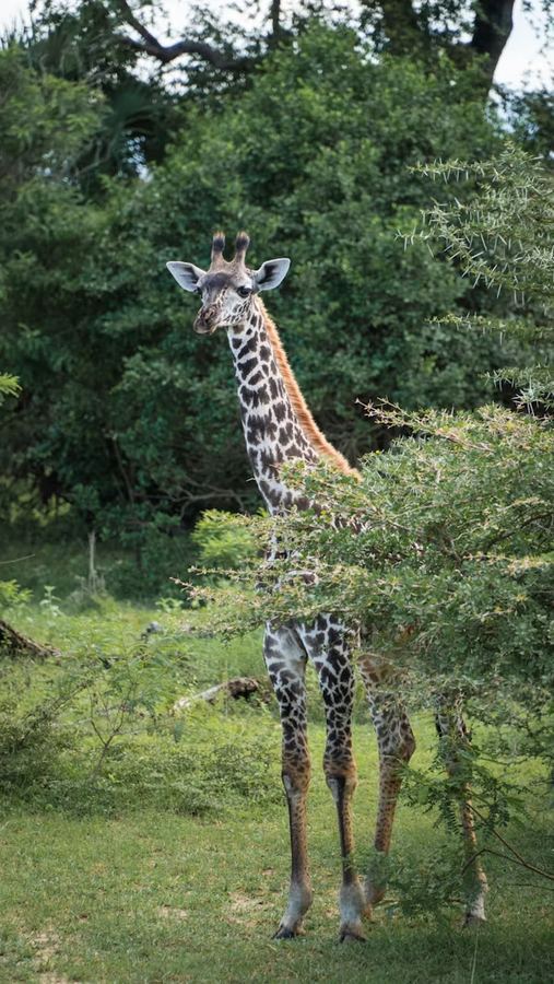 Selous 5