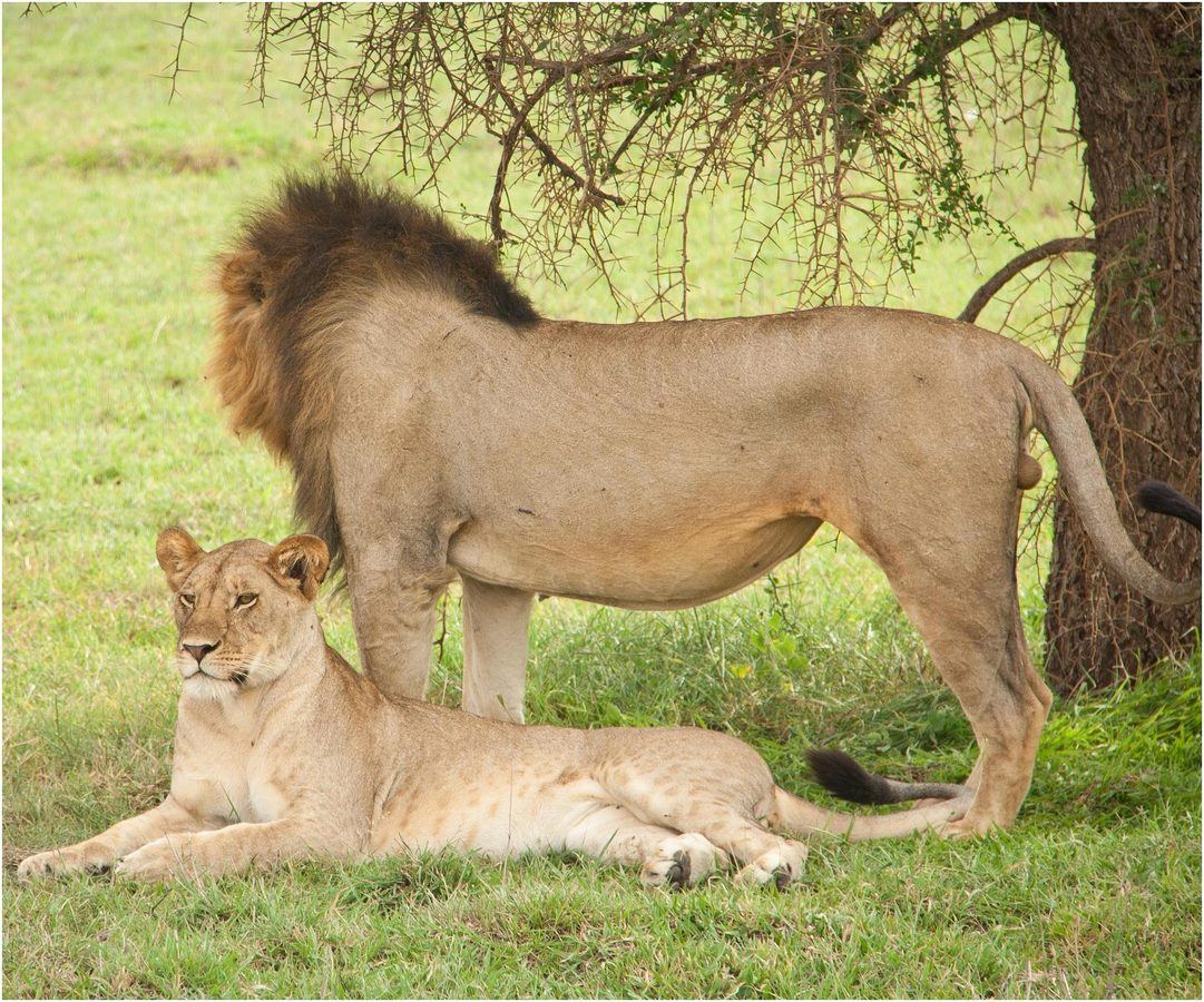 Serengeti