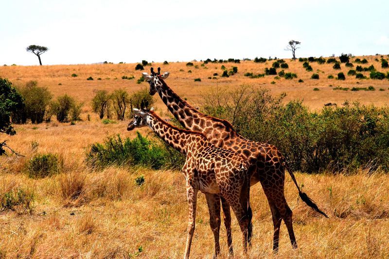 Giraffes on the Savanna