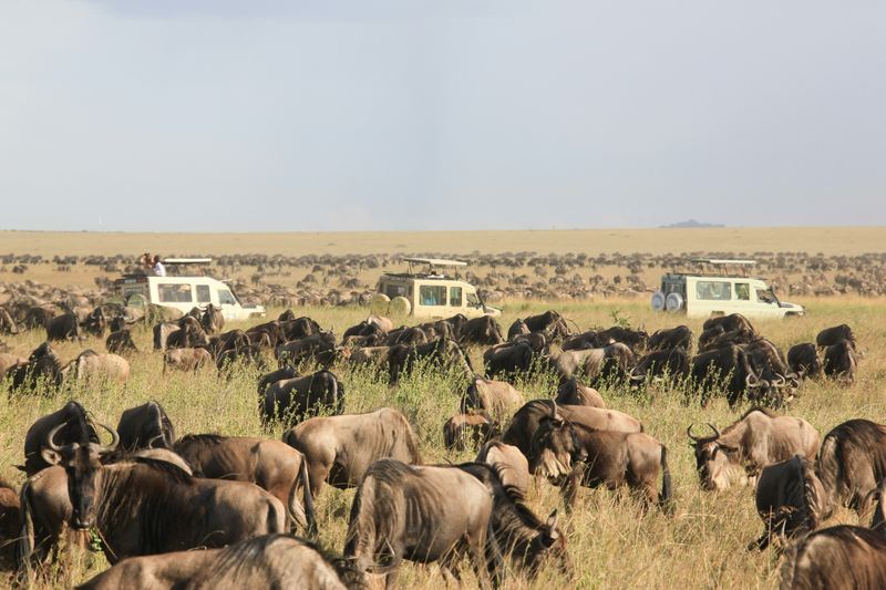 Game Drive Experience