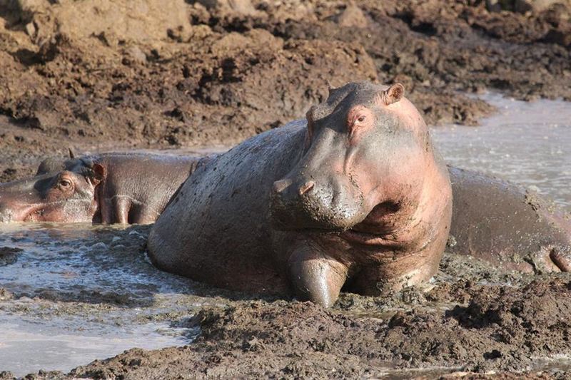 Hippos
