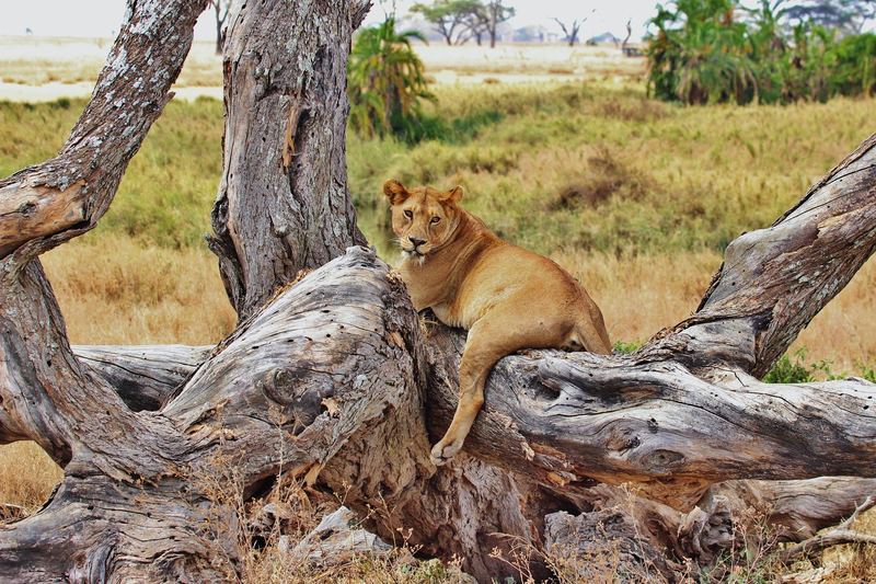 Lions resting