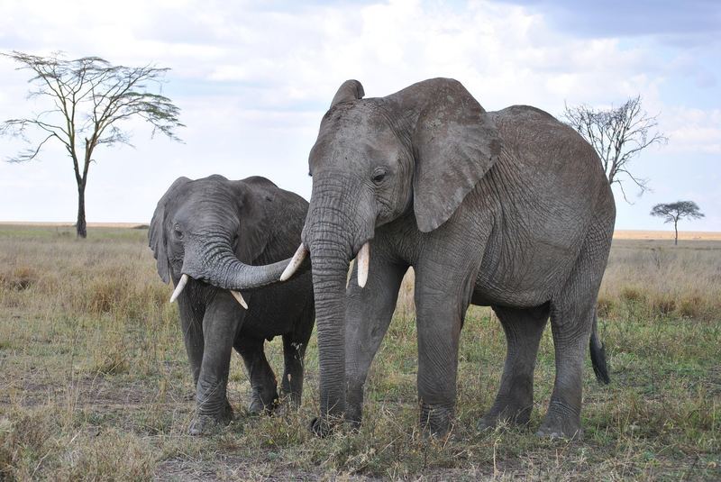 Elephant Herd