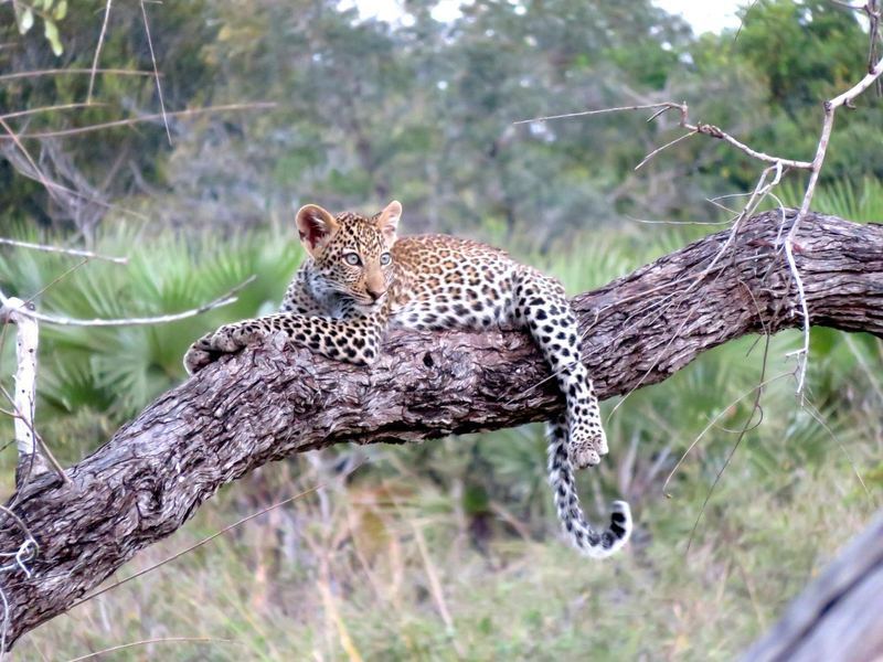 Leopard on a tree