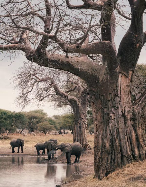 Tarangire