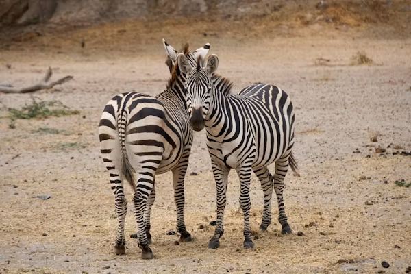 Tarangire Wildlife