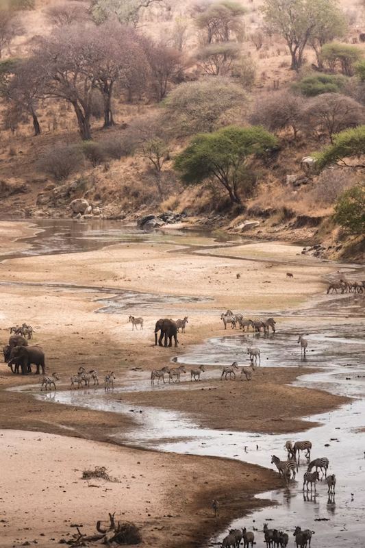 Tarangire Elephants