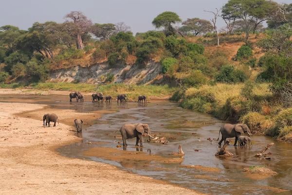 Tarangire Safari