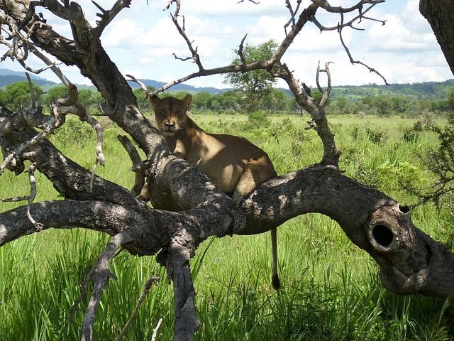 Lion on tree Mikumi