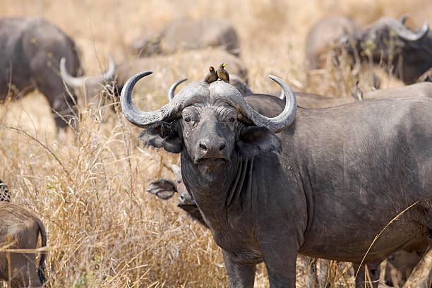 Buffalo Mikumi