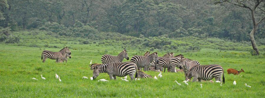 Eland drinking Arusha NP