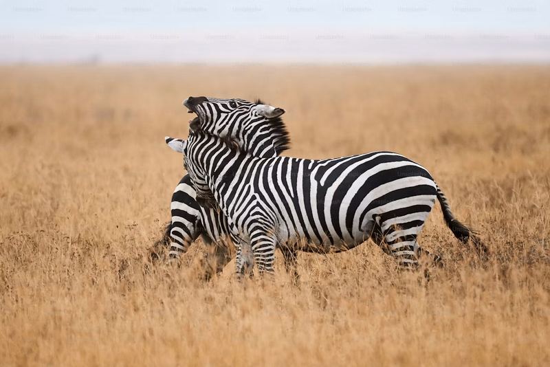 Ngorongoro Crater View