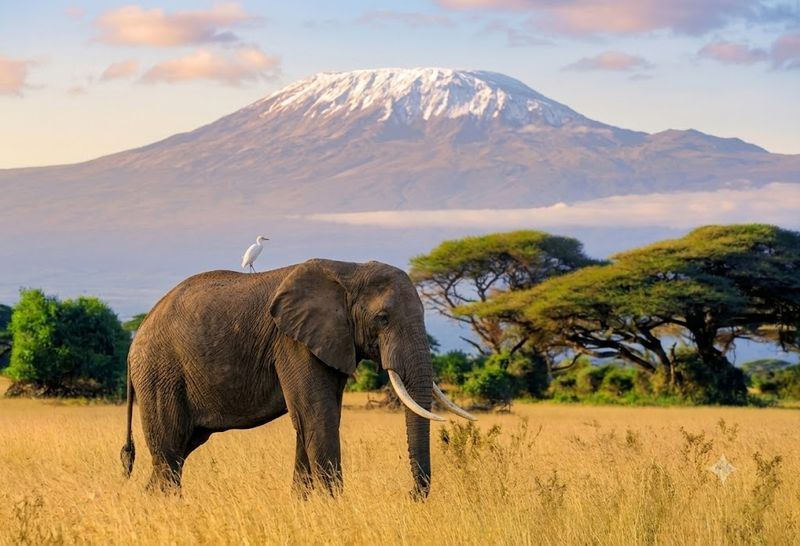 Kilimanjaro landscape