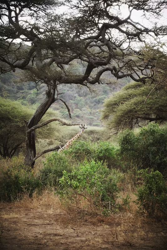 Manyara Animals
