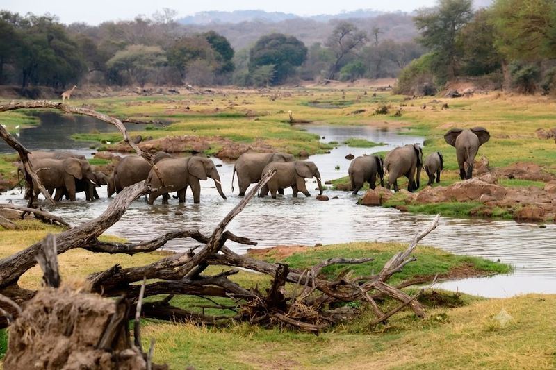 Elephant herd crossing Ruaha River