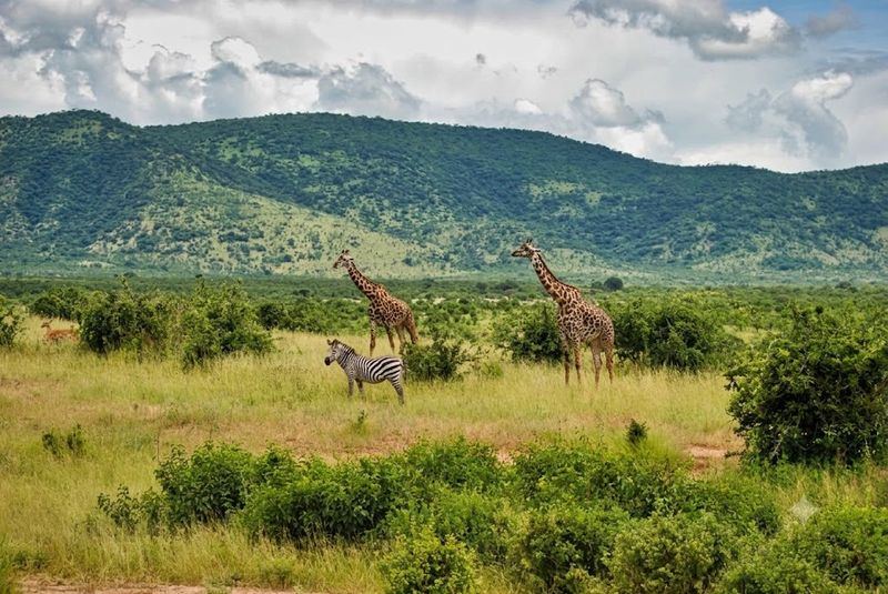 Giraffes and zebra Ruaha